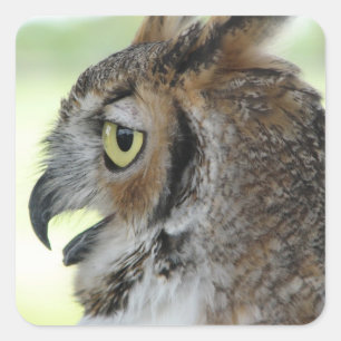 Großes Horned Owl Portrait Quadratischer Aufkleber