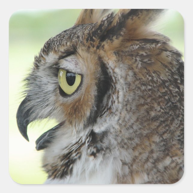 Großes Horned Owl Portrait Quadratischer Aufkleber (Vorderseite)