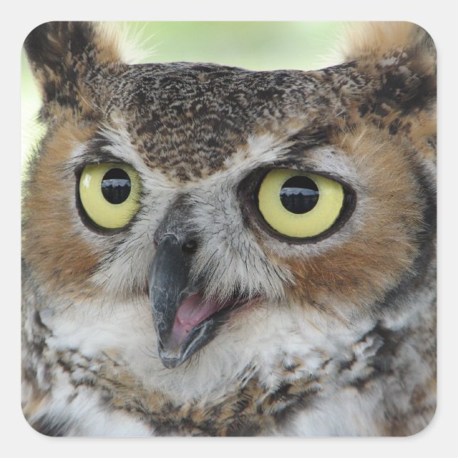 Großes Horned Owl Portrait Quadratischer Aufkleber (Vorderseite)