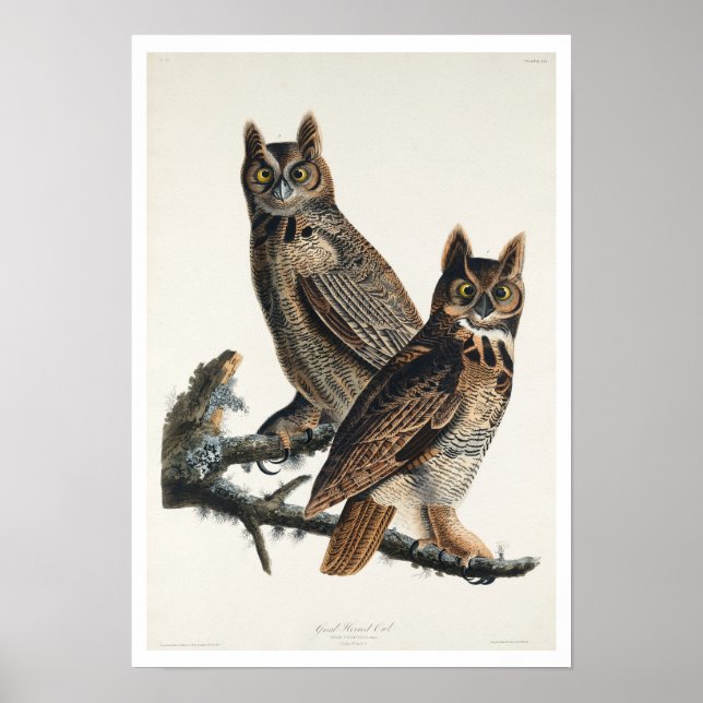 Großes Horned Owl von Audubon Poster (Vorne)