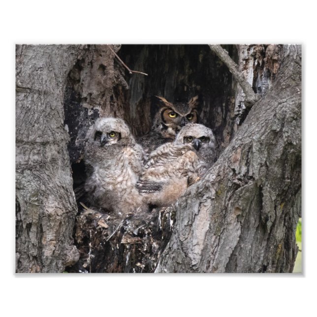 Großes Hornhuhn und Kugeln Fotodruck (Vorne)