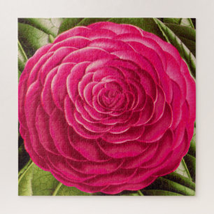 Grosses Kamelien-Blossom, Fuchsienrosa