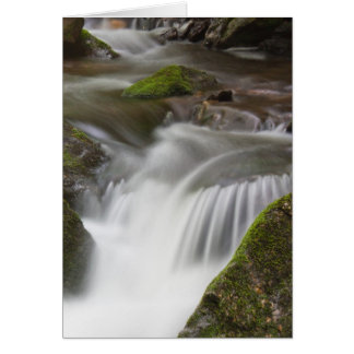 Großes Laurel Zweig