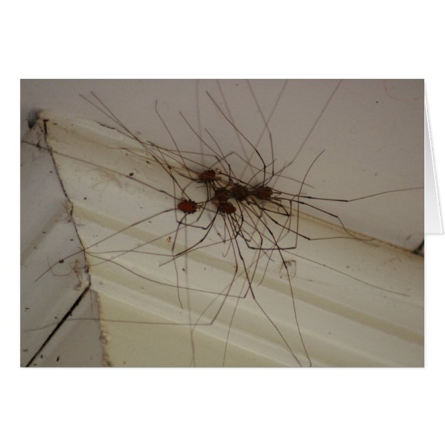 Großes Papa-Spinnengeschenke (Vorderseite (Horizontal))
