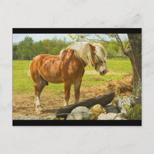 Grosses Pferd in der Nähe der Steinmauer auf dem F Postkarte