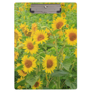 Großes Sonnenblumenfeld in der Nähe von Moses Lake Klemmbrett