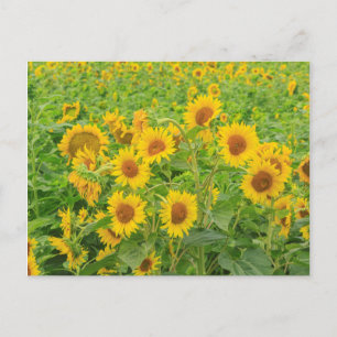 Großes Sonnenblumenfeld nahe Moses Lake, WA 2 Postkarte