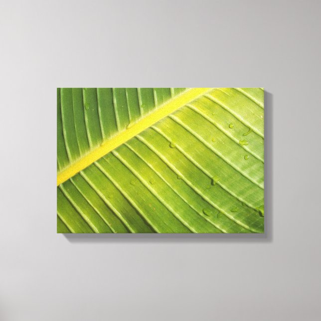 Grosses tropisches Leaf mit Wassertropfen von Raya Leinwanddruck (Vorderseite)