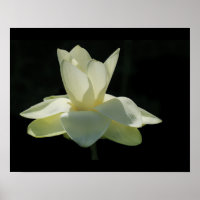 Großes Weißes Lotus-Blume-Poster