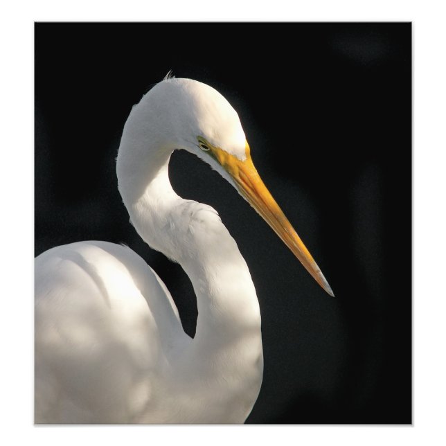 Großes weißes Portrait. Fotodruck (Vorne)