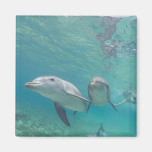 Großflossen-Delfine Tursiops truncatus Magnet