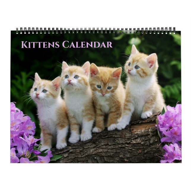 Großformat-Kätzchen-Kalender Kalender (Titelbild)