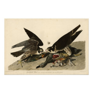 Grossfüßiger Hawk von Audubons Vögeln in Amerika Fotodruck