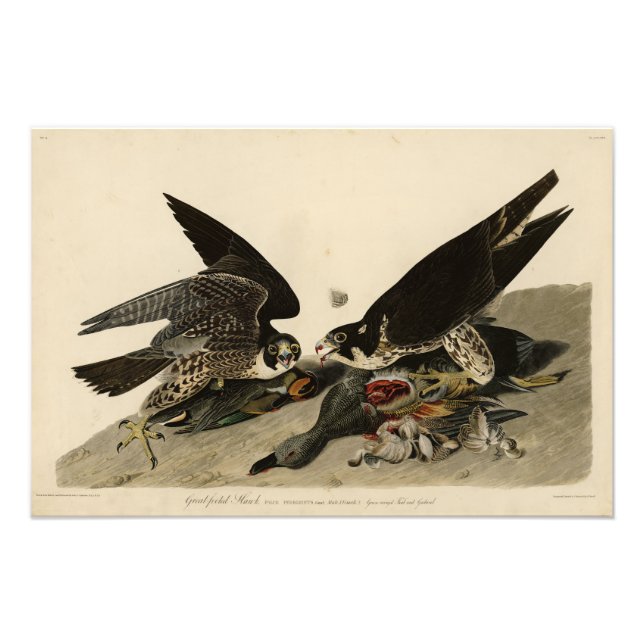 Grossfüßiger Hawk von Audubons Vögeln in Amerika Fotodruck (Vorne)
