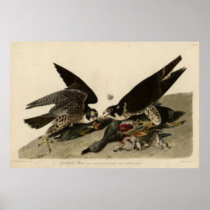 Grossfüßiger Hawk von Audubons Vögeln in Amerika Poster