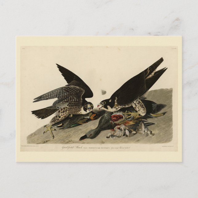 Grossfüßiger Hawk von Audubons Vögeln in Amerika Postkarte (Vorderseite)