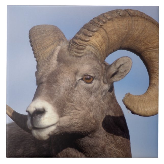Großhornschaf, Bergschaf, Ovis canadensis, Fliese (Vorderseite)