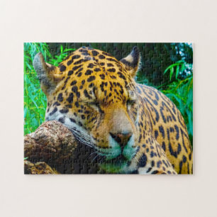 Großkatzen der Gattung Jaguar