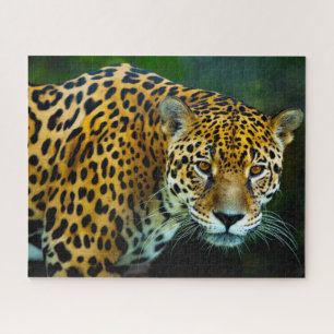Großkatzen der Gattung Jaguar