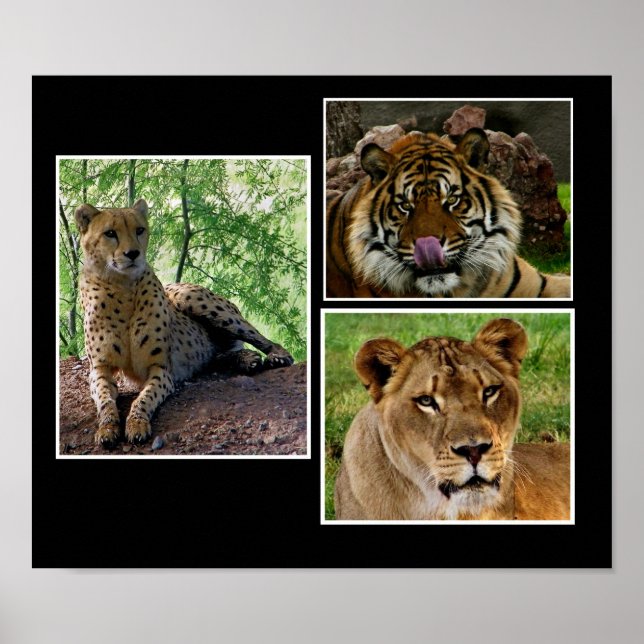 Großkatzen drucken poster (Vorne)