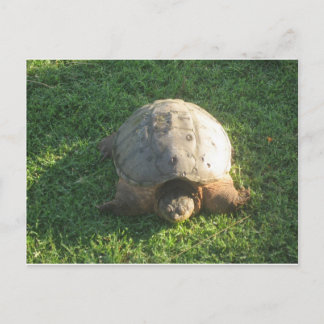 Großpa Turtle Postkarte
