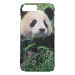 Großpanda im Gras, Wolong Valley, Sichuan title_seo2