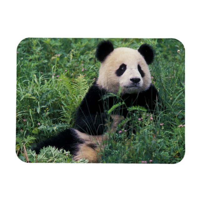 Großpanda im Gras, Wolong Valley, Sichuan Magnet (Horizontal)