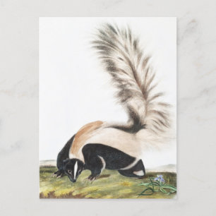 Großschwanz-Stinktier Mephitis macroura Illustrati Postkarte