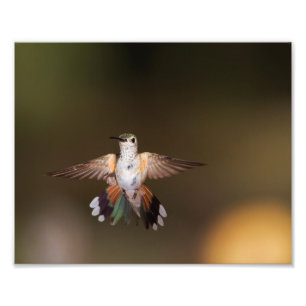 GroßschwanzHummingbird Fotodruck