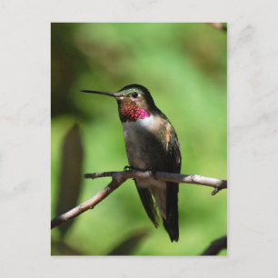 GroßschwanzHummingbird Postkarte