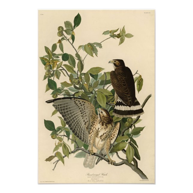 Großzügiger Hawk von Audubons Vögeln Amerikas Fotodruck (Vorne)