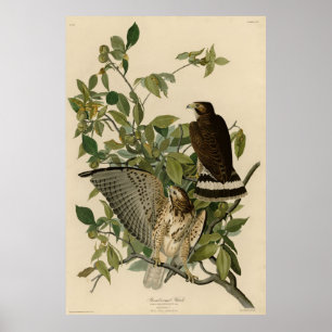 Großzügiger Hawk von Audubons Vögeln Amerikas Poster