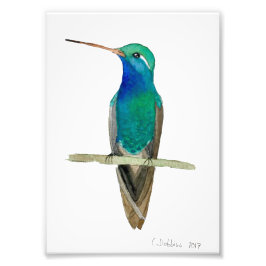 Großzügiger Hummingvogel auf einem Zweig Fotodruck