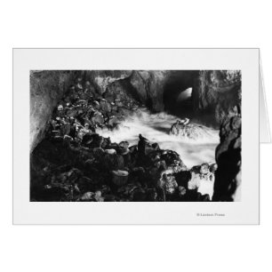 Grottes de lions de la mer de l'Oregon Vue intérie