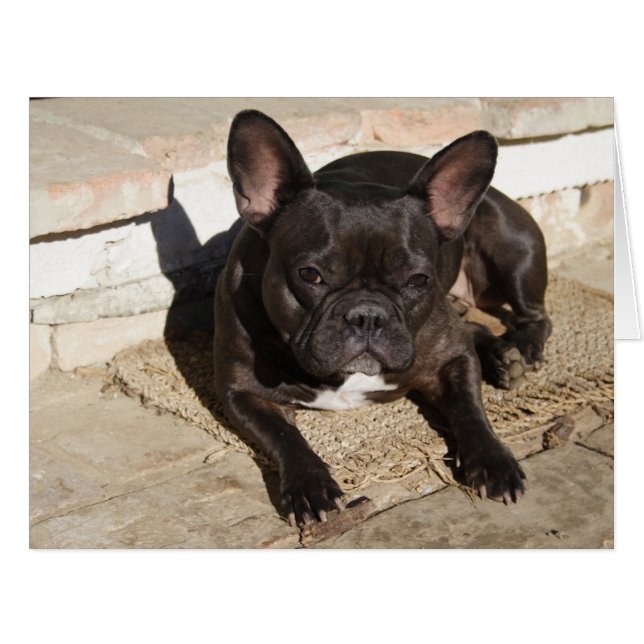 Grouchy French Bulldog (Devant horizontal)