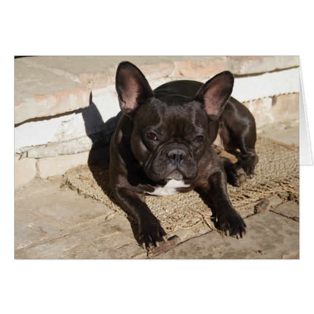 Grouchy French Bulldog (Vorderseite (Horizontal))