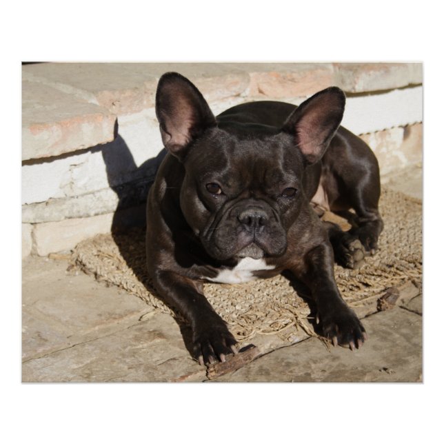 Grouchy French Bulldog Poster (Vorderseite)