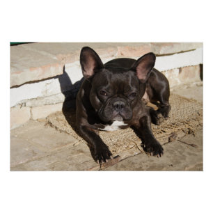 Grouchy French Bulldog Poster