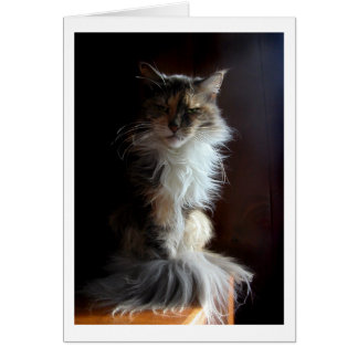 Grouchy, würdige alte Katze
