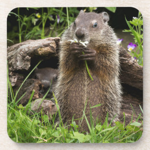 Ground Hog Munching auf einer Blume Getränkeuntersetzer