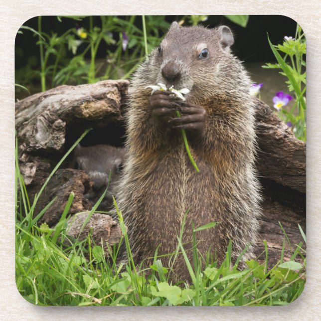Ground Hog Munching auf einer Blume Getränkeuntersetzer (Vorderseite)