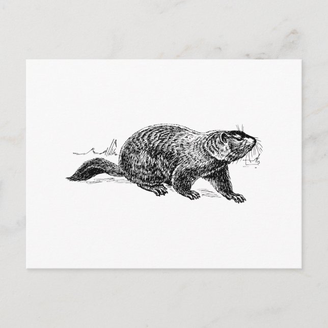Ground Hog Postkarte (Vorderseite)