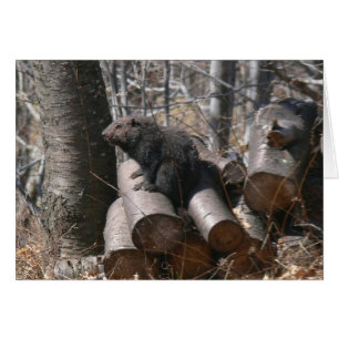Groundhog auf Woodpile-Karte