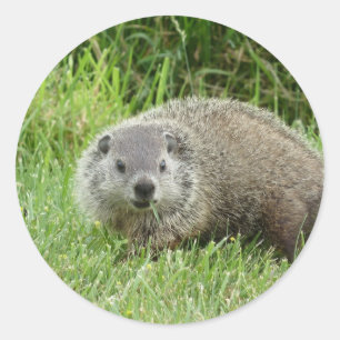 Groundhog Aufkleber