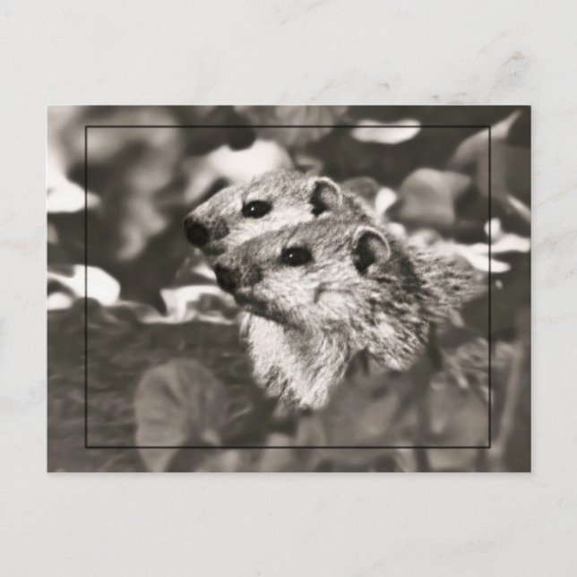 Groundhog Babys Postkarte (Vorderseite)