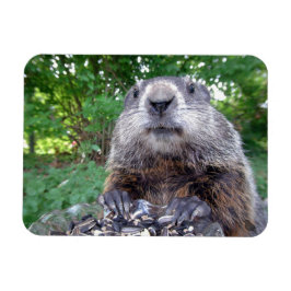 Groundhog Flexi-Magnet 3 x 4 Magnet