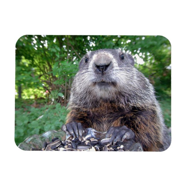Groundhog Flexi-Magnet 3 x 4 Magnet (Horizontal)