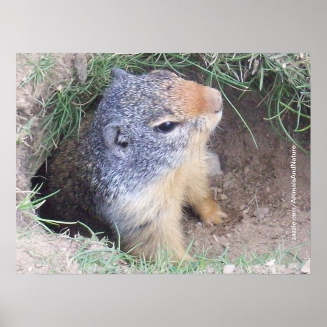 Groundhog Poster (Vorne)