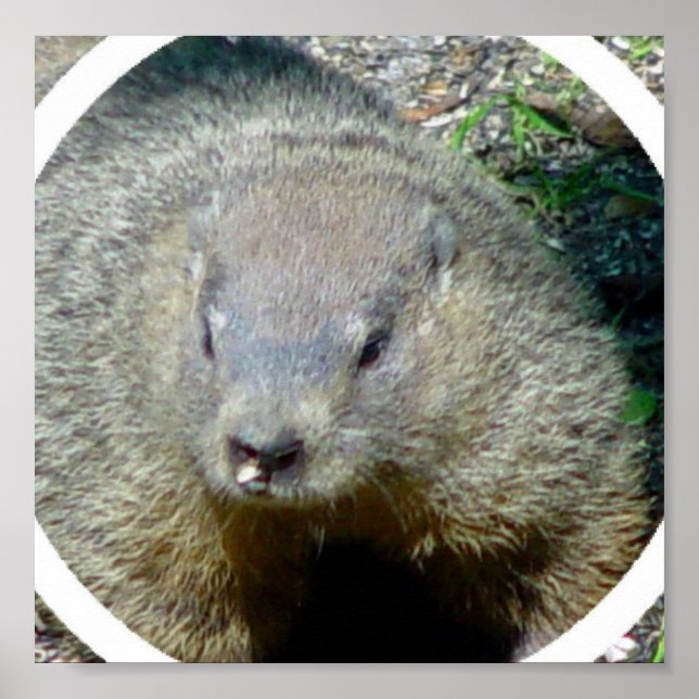 Groundhog Poster Print (Vorne)