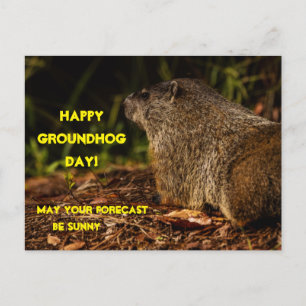 Groundhog Sunny Postkarte
